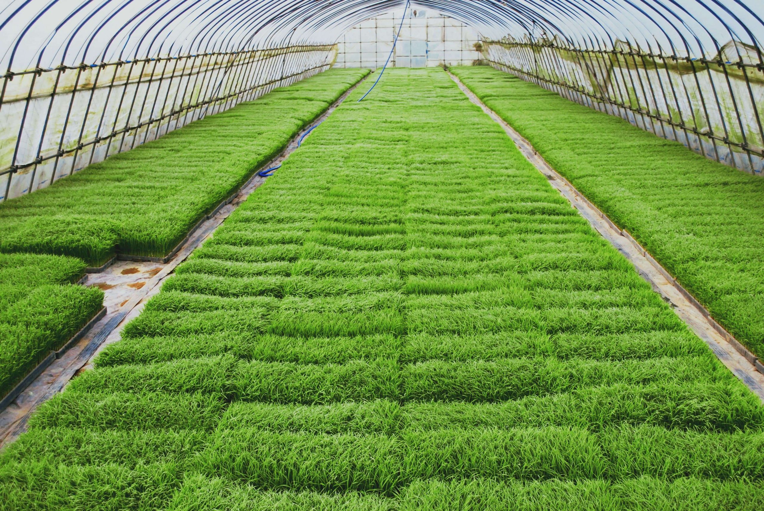 Seedbed Covers