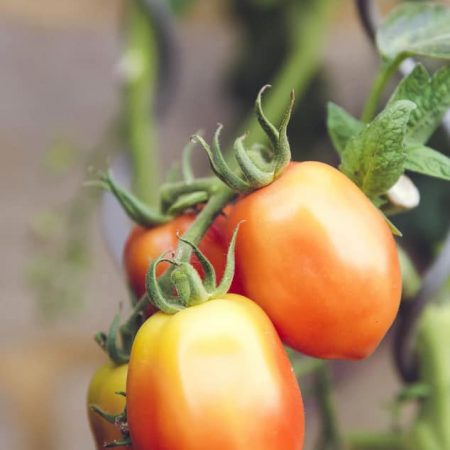 farming04-free-img.jpg